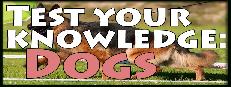 Test your knowledge: Dogs Logo